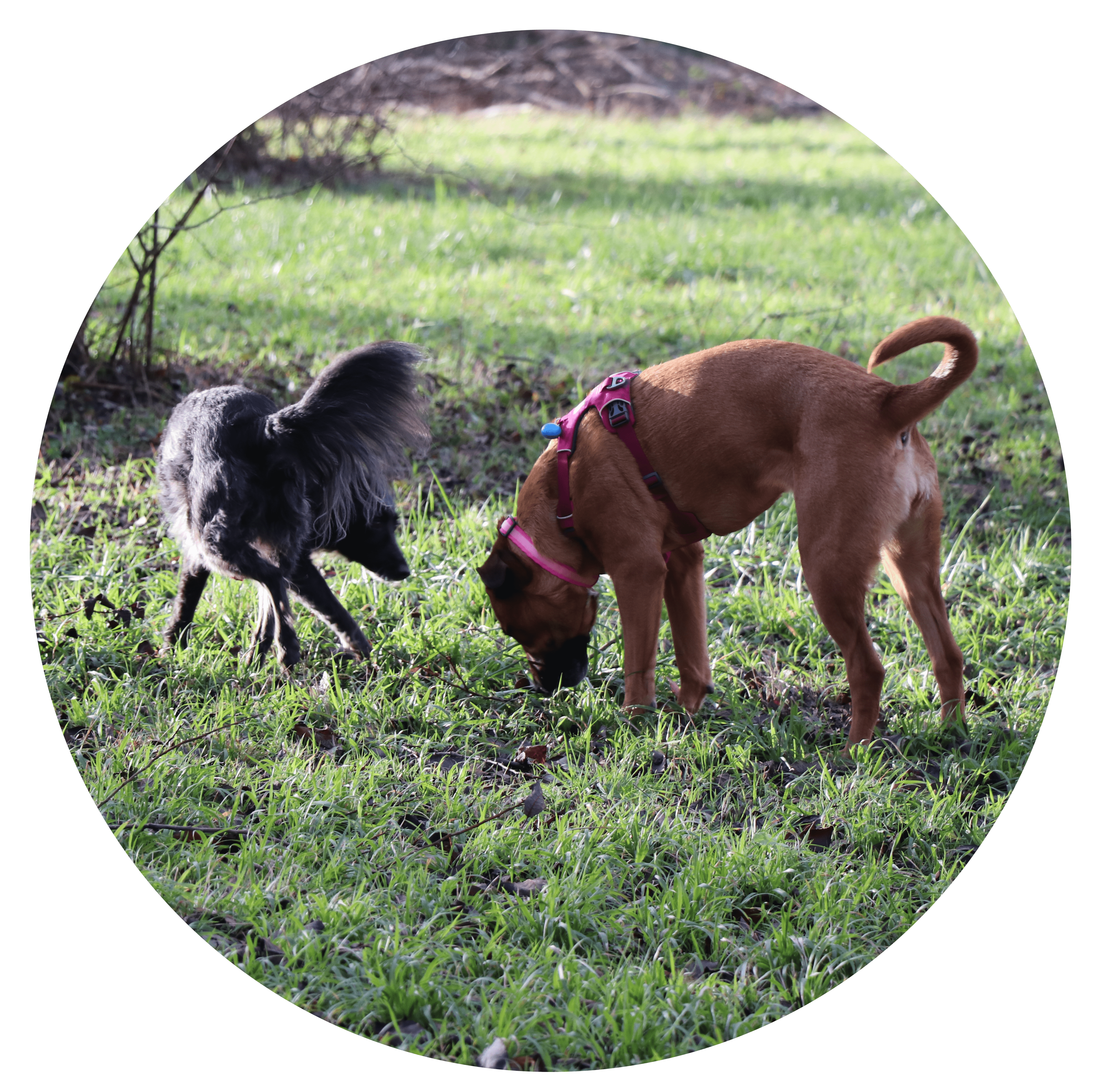Deux chiens communiquent calmement mors d'un accompagnement