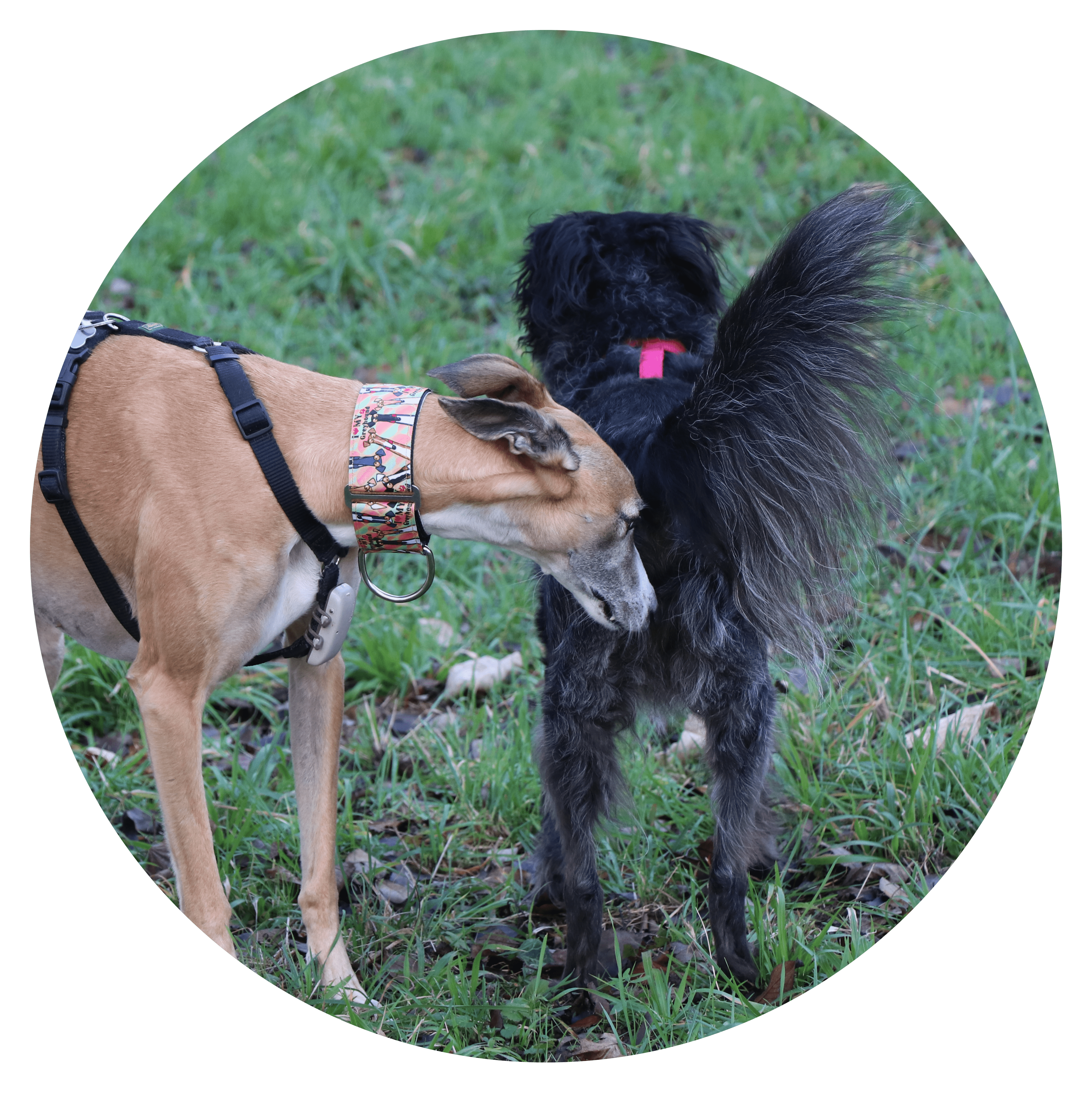 Deux chiens qui interagit et comble leurs besoins sociaux
